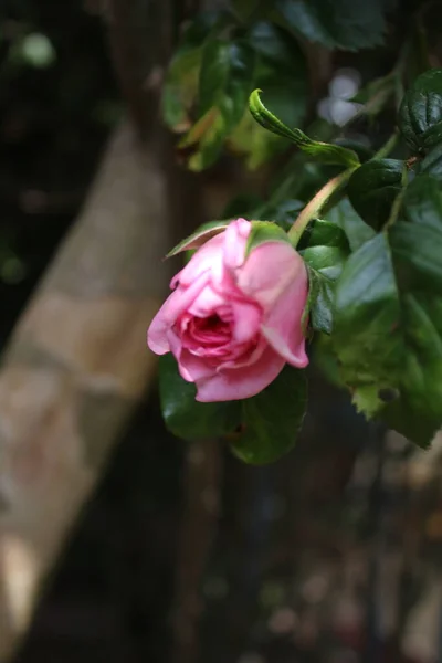 Rosebuds Macrophotography Summer Blossoms Close Pink Roses Garden Pink Flower — ストック写真