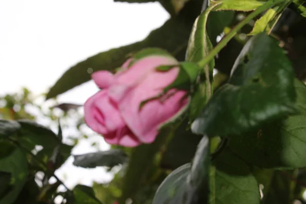Makrofotografie Růžových Pupenů Léto Kvete Zblízka Růžové Růže Zahradě Růžové — Stock fotografie