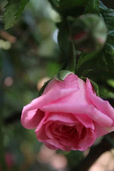 Makrofotografie Růžových Pupenů Léto Kvete Zblízka Růžové Růže Zahradě Růžové — Stock fotografie