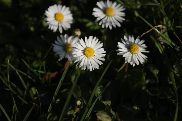 Daisy Květinová Makrofotografie Detailní Záběr Zahradu Bílé Květy Parku Černé — Stock fotografie