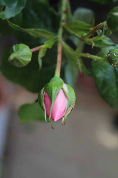 Rosebuds Macrophotography Summer Blossoms Close Pink Roses Garden Pink Flower — Stockfoto