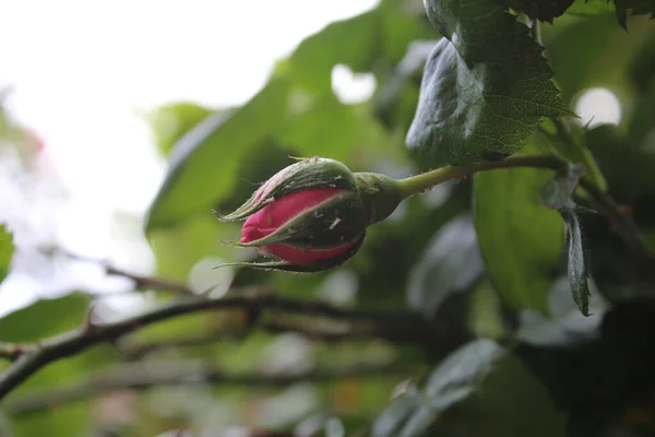 Макрофотографія Rosebuds Літо Цвіте Впритул Рожеві Троянди Саду Рожеві Пелюстки — стокове фото