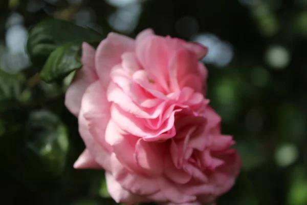 Rose Inflorescence Macrophotography Summer Blossoms Close Pink Roses Garden Pink — Foto Stock