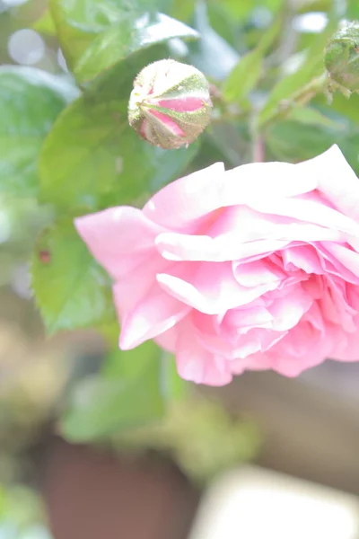 Rose Inflorescence Macrophotography Summer Blossoms Close Pink Roses Garden Pink — ストック写真