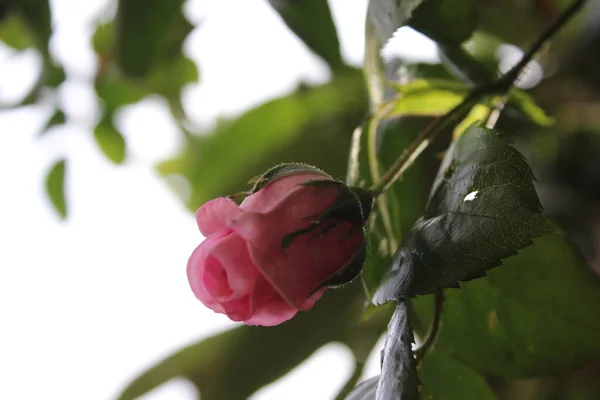 Rosebuds Macrophotography Summer Blossoms Close Pink Roses Garden Pink Flower — ストック写真