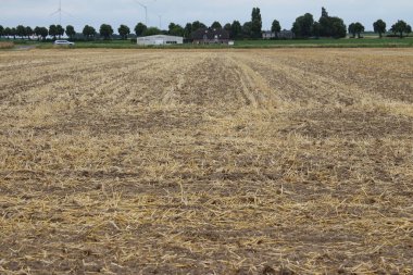 Zirai alanın üzerinde bulutlu bir gökyüzü. Doğal ortam. Yaz manzarası. Tarım bitkileri. Buğday hasadından önce. Manzara görüntüsü. Ağaç dalları ve yemyeşil yapraklar. Gündüz fotoğrafı. Altın mısır gevreği.