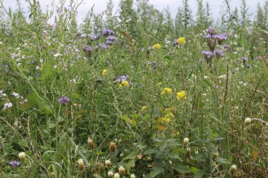 Yaban çiçekleri yakın plan. Gündüz fotoğrafı. Rengarenk çiçekler. Yeşil çimenler. Yeşillik. Tozlaşma içindeki böcekler. Yaz sahnesi. Manzara güzelliği. Bir çayırın yeşilliği. Doğal ortam. Stamen ve Pistil..