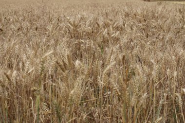 Olgun buğday kulakları. Yakın plan fotoğraf. Tarım ortamı. Tarla ekimi. Makro ölçek tahıl. Doğal zenginlik. Yiyecek üretimi. Yazın tarım arazisi. Güneşli bir gün. Mısır gevreği arka planı. Altın bitki. Gerçekçi sahne. 