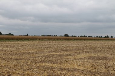 Zirai alanın üzerinde bulutlu bir gökyüzü. Doğal ortam. Yaz manzarası. Tarım bitkileri. Buğday hasadından önce. Manzara görüntüsü. Ağaç dalları ve yemyeşil yapraklar. Gündüz fotoğrafı. Altın mısır gevreği.