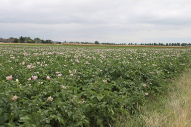 Patates ağacı çiçek açıyor. Güzel cilt bakımı. Beyaz çiçek yaprakları. Sarı kekeme. Tarım fabrikasına yakın çekim. Yeşillik yapraklı patates. Arka planda yeşillik var. Gündüz fotoğrafı. Bahar sahnesi. Tarım arazisi.