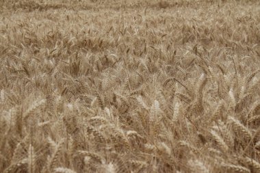 Olgun buğday kulakları. Yakın plan fotoğraf. Tarım ortamı. Tarla ekimi. Makro ölçek tahıl. Doğal zenginlik. Yiyecek üretimi. Yazın tarım arazisi. Güneşli bir gün. Mısır gevreği arka planı. Altın bitki. Gerçekçi sahne. 