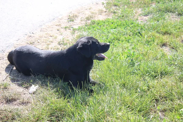 Labrador Retriever. Black dog. Animal photo. Mammal. Relaxing Pet. Daylight. Close-up. Macro Photography. Nature environment. Wheat. Green Grass background. Gray path. Pedigree.  Pure-bred. Breed.