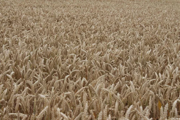 Des Épis Blé Mûrs Photo Gros Plan Environnement Agricole Champ — Photo