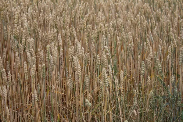 Des Épis Blé Mûrs Photo Gros Plan Environnement Agricole Champ — Photo