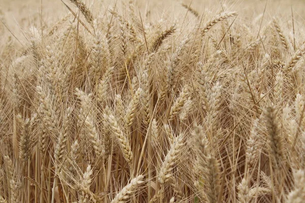 Ripe wheat ears. Close-up photo. Agricultural environment. Cultivated field. Macro shot of grain. Natural wealth. Food production. Farmland in Summer. Sunny day. Cereals background. Golden plant. Realistic scene.