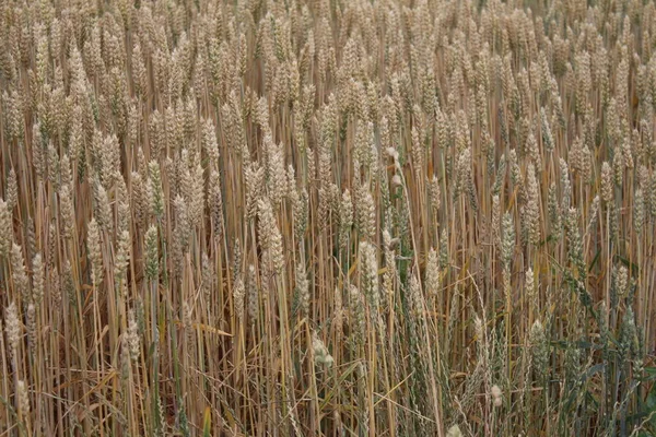 Des Épis Blé Mûrs Photo Gros Plan Environnement Agricole Champ — Photo