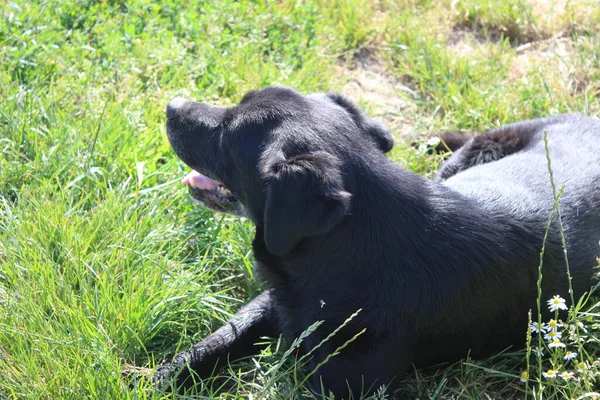 Labrador Retriever. Black dog. Animal photo. Mammal close-up. Relaxing Pet. Daylight. Macro Photography. Nature environment. Green Grass background. Gray path. Pedigree.  Pure-bred. Breed.
