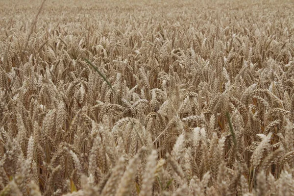 Ripe wheat ears. Close-up photo. Agricultural environment. Cultivated field. Macro shot of grain. Natural wealth. Food production. Farmland in Summer. Sunny day. Cereals background. Golden plant. Realistic scene.