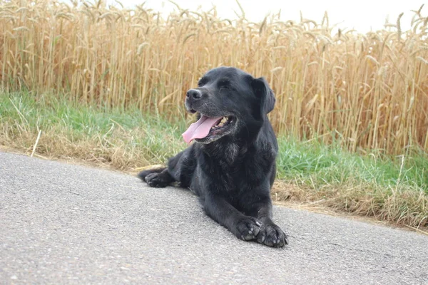 Фотографія Black Labrador Retriever Пет Природі Денне Світло Зблизька Пшеничне — стокове фото