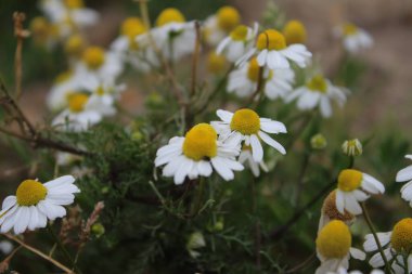 Papatya çayı tıbbi bir bitkidir. Tarla çiçekleri yakın plan. Çayırda beyaz çiçekler açarlar. Tarım arazisi. Arka planda yeşillik var. Beyaz yapraklar. Sarı kekeme. Doğal ortam. Kokulu bitkiler. Gün ışığı fotoğrafçılığı. Aroma Terapi Malzemesi.