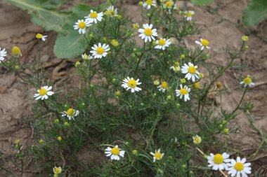 Papatya çayı tıbbi bir bitkidir. Tarla çiçekleri yakın plan. Çayırda beyaz çiçekler açarlar. Tarım arazisi. Arka planda yeşillik var. Beyaz yapraklar. Sarı kekeme. Doğal ortam. Kokulu bitkiler. Gün ışığı fotoğrafçılığı. Aroma Terapi Malzemesi.