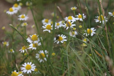 Papatya çayı tıbbi bir bitkidir. Tarla çiçekleri yakın plan. Çayırda beyaz çiçekler açarlar. Tarım arazisi. Arka planda yeşillik var. Beyaz yapraklar. Sarı kekeme. Doğal ortam. Kokulu bitkiler. Gün ışığı fotoğrafçılığı. Aroma Terapi Malzemesi.
