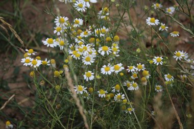 Papatya çayı tıbbi bir bitkidir. Tarla çiçekleri yakın plan. Çayırda beyaz çiçekler açarlar. Tarım arazisi. Arka planda yeşillik var. Beyaz yapraklar. Sarı kekeme. Doğal ortam. Kokulu bitkiler. Gün ışığı fotoğrafçılığı. Aroma Terapi Malzemesi.