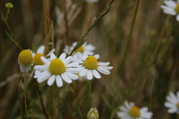 Camomila Uma Planta Medicinal Flores Campo Close Floresce Branco Prado — Fotografia de Stock