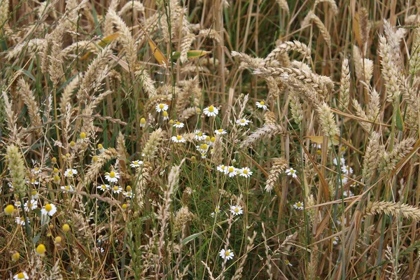 Manzanilla Una Planta Medicinal Flores Campo Cerca Flores Blancas Prado — Foto de Stock