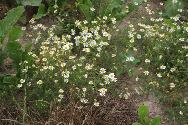 Manzanilla Una Planta Medicinal Flores Campo Cerca Flores Blancas Prado — Foto de Stock