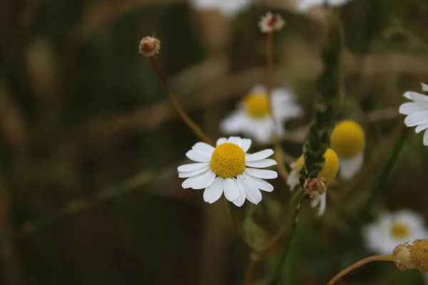 Rumianek Jest Rośliną Leczniczą Kwiaty Polowe Bliska Białe Kwiaty Łące — Zdjęcie stockowe