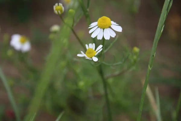 Camomila Uma Planta Medicinal Flores Campo Close Floresce Branco Prado — Fotografia de Stock