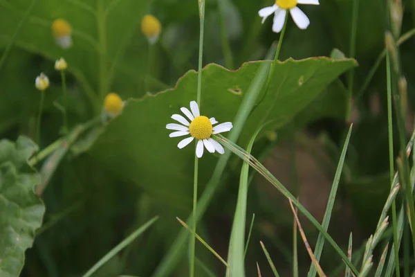 Kamomill Medicinalväxt Fältblommor Närbild Vita Blommor Ängen Jordbruksmark Grönska Bakgrunden — Stockfoto