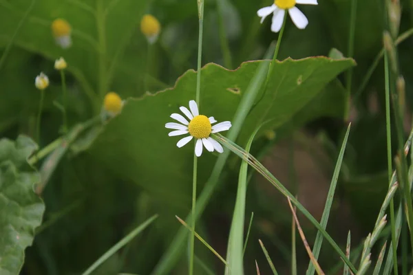 Chamomile Medicinal Plant Field Flowers Close White Blossoms Meadow Agricultural — Stock Photo, Image