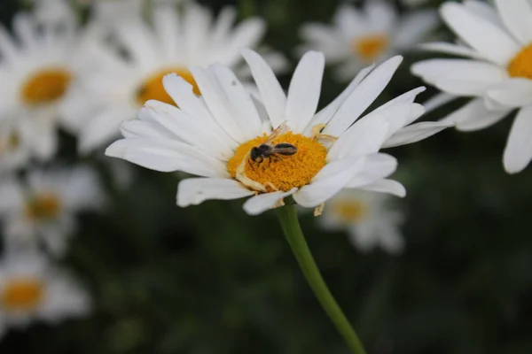 Makrofotografia Kwiatu Daisy Ogród Bliska Białe Kwiaty Parku Czarne Tło — Zdjęcie stockowe