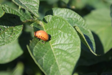 Colorado patates böceği parlak turuncu bir böcektir. Patates ağacının yapraklarındaki böcekler. Arka planda yeşillik var. Gündüz fotoğrafı. Güneşli bir gün. Doğal ortam. Yaprak damarlarına yakın çekim. Yeşillik makro fotoğraf.