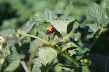 Colorado patates böceği parlak turuncu bir böcektir. Patates ağacının yapraklarındaki böcekler. Arka planda yeşillik var. Gündüz fotoğrafı. Güneşli bir gün. Doğal ortam. Yaprak damarlarına yakın çekim. Yeşillik makro fotoğraf.