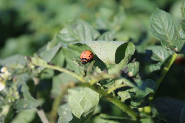 Colorado patates böceği parlak turuncu bir böcektir. Patates ağacının yapraklarındaki böcekler. Arka planda yeşillik var. Gündüz fotoğrafı. Güneşli bir gün. Doğal ortam. Yaprak damarlarına yakın çekim. Yeşillik makro fotoğraf.