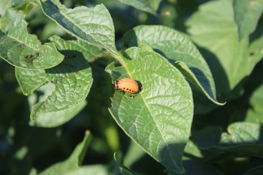 Colorado patates böceği parlak turuncu bir böcektir. Patates ağacının yapraklarındaki böcekler. Arka planda yeşillik var. Gündüz fotoğrafı. Güneşli bir gün. Doğal ortam. Yaprak damarlarına yakın çekim. Yeşillik makro fotoğraf.