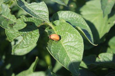 Colorado patates böceği parlak turuncu bir böcektir. Patates ağacının yapraklarındaki böcekler. Arka planda yeşillik var. Gündüz fotoğrafı. Güneşli bir gün. Doğal ortam. Yaprak damarlarına yakın çekim. Yeşillik makro fotoğraf.