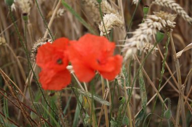 Kırmızı haşhaş, fotoğraf. Doğa 'da yaz sahnesi. Yaban çiçekleri yakın plan. Altın arka plan. Haşhaşlı kek. Endüstriyel fabrika Tarım alanı. Organik bitki örtüsü. Yiyecek üretimi. Olgun buğday kulakları. Makro fotoğraf.