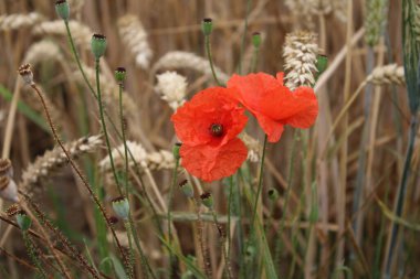 Kırmızı haşhaş, fotoğraf. Doğa 'da yaz sahnesi. Yaban çiçekleri yakın plan. Altın arka plan. Haşhaşlı kek. Endüstriyel fabrika Tarım alanı. Organik bitki örtüsü. Yiyecek üretimi. Olgun buğday kulakları. Makro fotoğraf.