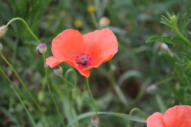 Kırmızı haşhaş fotoğrafı. Doğa 'da yaz sahnesi. Yaban çiçekleri yakın plan. Arka planda yeşillik var. Haşhaşlı kek. Endüstriyel fabrika Tarım alanı. Organik bitki örtüsü. Yiyecek üretimi. Kırmızı Çiçek Yaprakları.