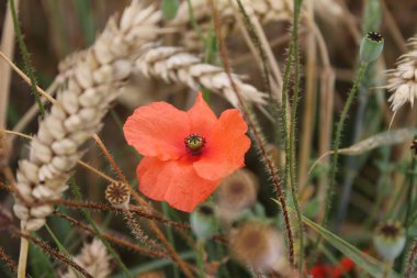 Kırmızı haşhaş, fotoğraf. Doğa 'da yaz sahnesi. Yaban çiçekleri yakın plan. Altın arka plan. Haşhaşlı kek. Endüstriyel fabrika Tarım alanı. Organik bitki örtüsü. Yiyecek üretimi. Olgun buğday kulakları. Makro fotoğraf.