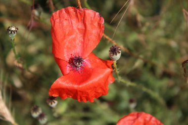 Kırmızı haşhaş fotoğrafı. Doğa 'da yaz sahnesi. Yaban çiçekleri yakın plan. Arka planda yeşillik var. Haşhaşlı kek. Endüstriyel fabrika Tarım alanı. Organik bitki örtüsü. Yiyecek üretimi. Kırmızı Çiçek Yaprakları.