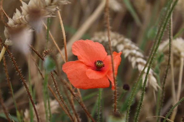 Coquelicot Rouge Photo Scène Estivale Dans Nature Gros Plan Sur — Photo