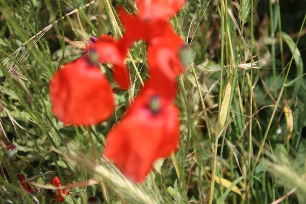 Kırmızı haşhaş fotoğrafı. Doğa 'da yaz sahnesi. Yaban çiçekleri yakın plan. Arka planda yeşillik var. Haşhaşlı kek. Endüstriyel fabrika Tarım alanı. Organik bitki örtüsü. Yiyecek üretimi. Kırmızı Çiçek Yaprakları.