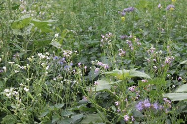 Yaban çiçekleri yakın plan. Gündüz fotoğrafı. Rengarenk çiçekler. Yeşil çimenler. Yeşillik. Tozlaşma içindeki böcekler. Yaz sahnesi. Manzara güzelliği. Bir çayırın yeşilliği. Doğal ortam. Stamen ve Pistil..