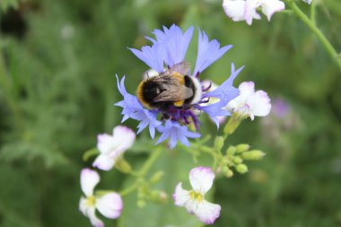 Yabani çiçeklerin üzerinde bir arı. Bahar çayırı sahnesi. Arılar bir kır çiçeğini döller. Stamen ve Pistil. Arka planda yeşil. Yeşillik. Böceklerin makrofotoğrafçılığı. Havada polen var. Renkli Yapraklar. Çiçek açan bitkiler. Gün ışığı vuruşu. Bal yaptım.