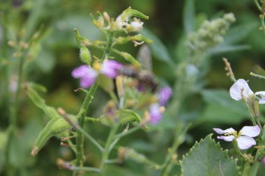 Yabani çiçeklerin üzerinde bir arı. Bahar çayırı sahnesi. Arılar bir kır çiçeğini döller. Stamen ve Pistil. Arka planda yeşil. Yeşillik. Böceklerin makrofotoğrafçılığı. Havada polen var. Renkli Yapraklar. Çiçek açan bitkiler. Gün ışığı vuruşu. Bal yaptım.